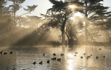 树木湖面野鸭阳光图片