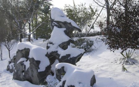 雪中石图片