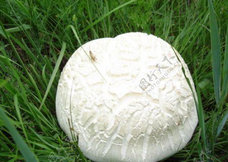 草原上的白蘑菇图片