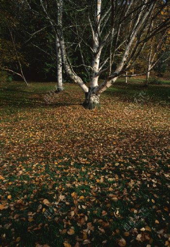 树树叶秋风景西班牙图片