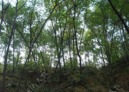 树林风景图片