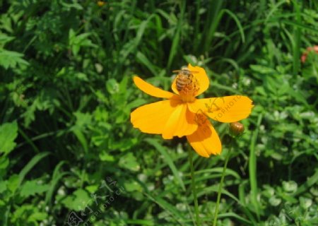 蜜蜂与仙女花图片