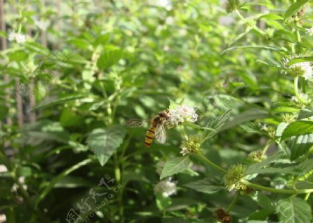 蜜蜂和薄荷花图片