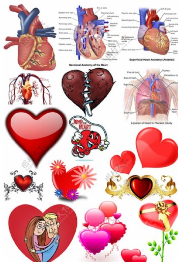 心脏素材图片