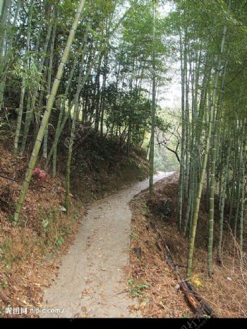 竹子山路落叶绿竹节节高升图片
