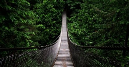丛林中的吊桥图片