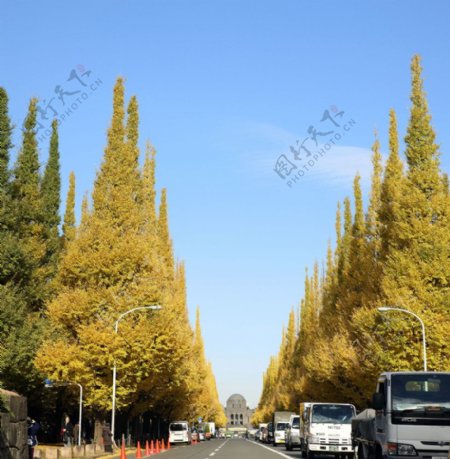 道旁的银杏树图片