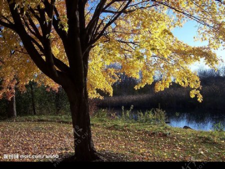 秋天的小溪图片