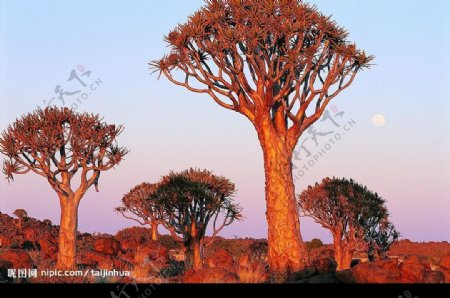 沙漠风光沙漠奇树图片