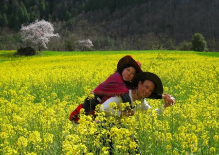 西藏油菜花图片