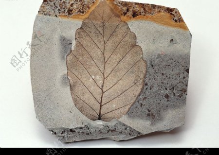 树叶所形成的化石图片
