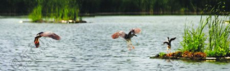自然湖泊水鸟图片