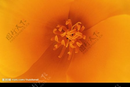 橘黄色的花蕊图片