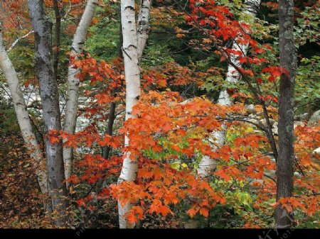 秋天的桦树图片