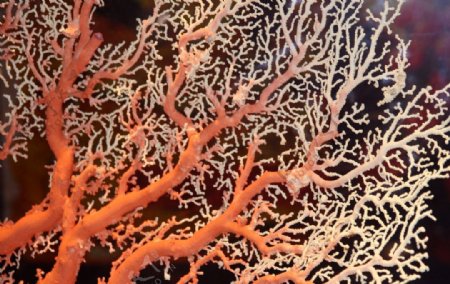 台湾珍宝红珊瑚图片