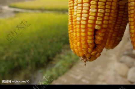 丰收的玉米图片