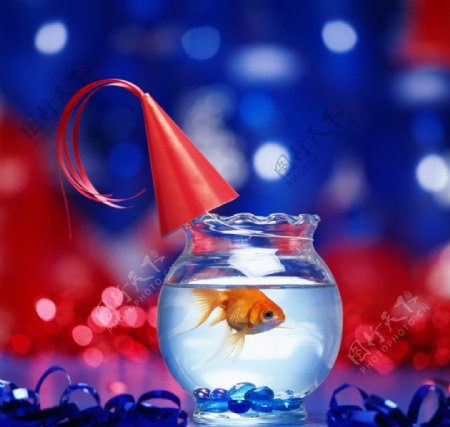 金鱼蓝色鱼缸圣诞图片