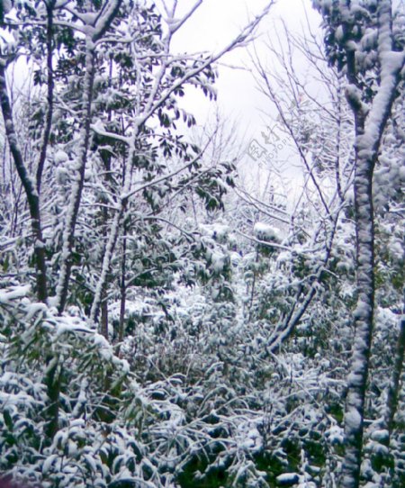 雪景雪树树上的雪图片