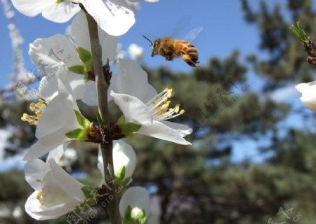 飞舞的小蜜蜂图片