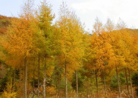 秋树林图片