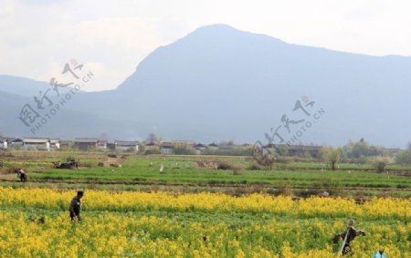 油菜花地的稻草人图片