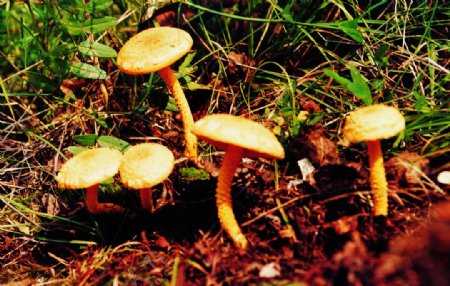 大兴安岭野生蘑菇图片