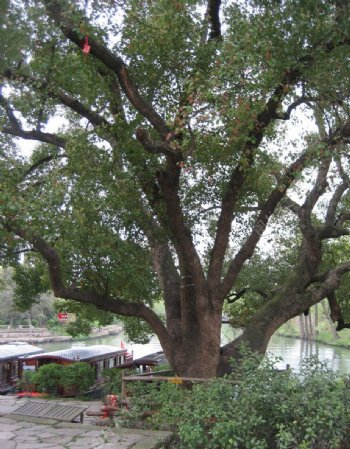 西溪湿地景色树图片