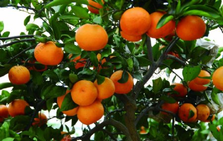 橘子椪柑图片