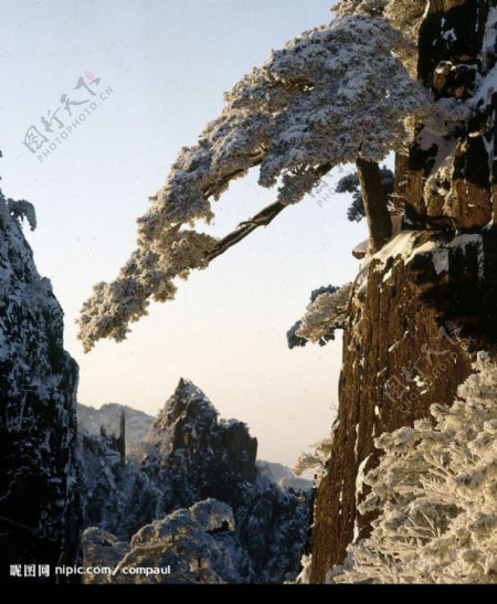 雪松图片