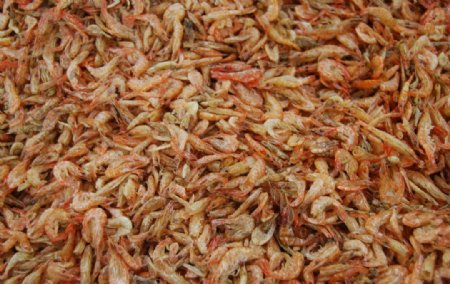 干红虾图片