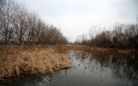 溱湖湿地图片