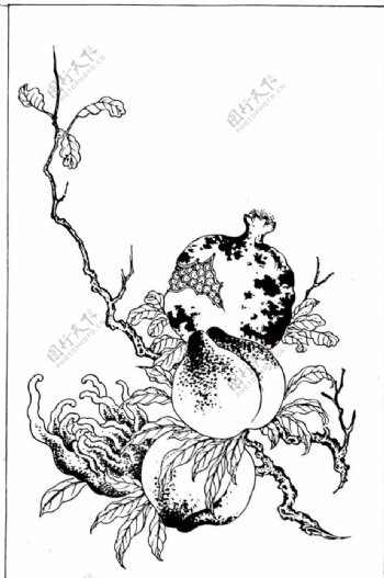 石榴蟠桃植物线描图片