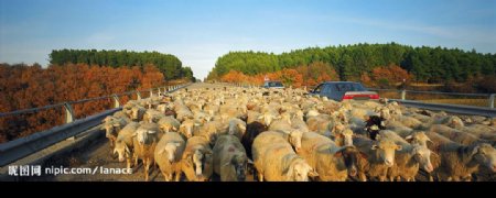 公路上的羊群图片
