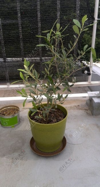 olive橄榄图片