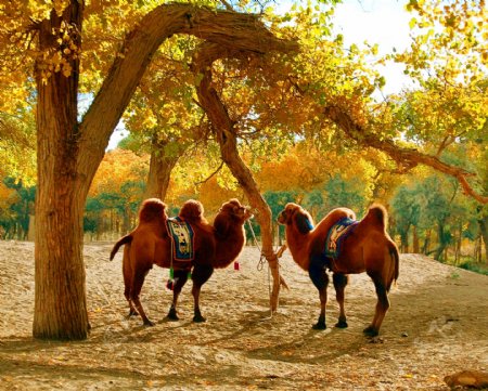 骆驼与胡杨树图片