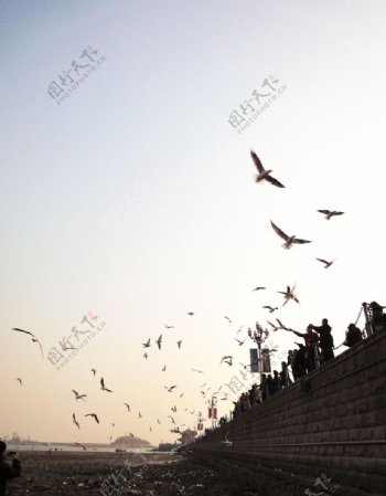 栈桥海鸥图片