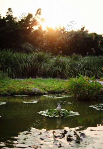 夕阳中的池塘浮萍上的杜鹃山水风景田园风光风景名胜建筑景观自然风景旅游印记图片