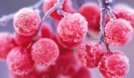 野果霜花植物图片
