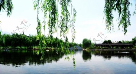 柳湖景色图片