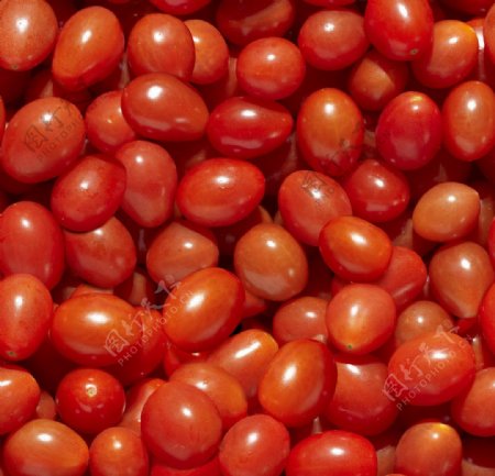 西红柿圣女果图片