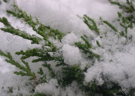 雪绿图片