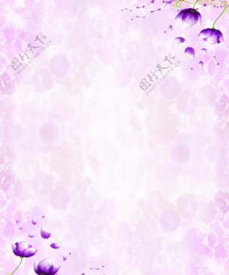 紫梦缘图片
