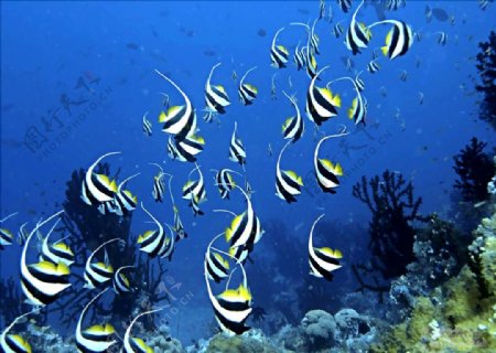 海底美景海洋海洋生物图片
