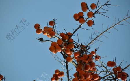 柿子冬天图片