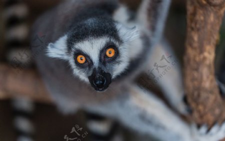 睁大眼睛的环尾狐猴图片