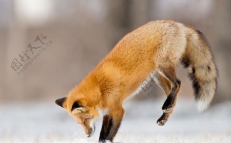 雪地上的狐狸图片