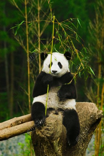 唯美大熊猫图片