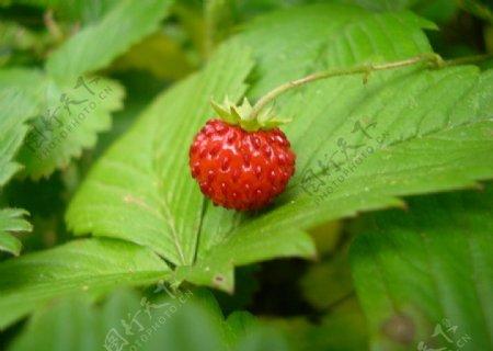 诱人野草莓图片