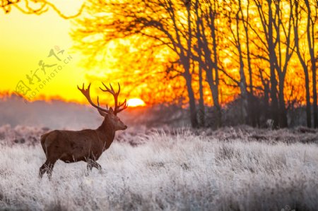 沐浴在晨光中的小鹿图片