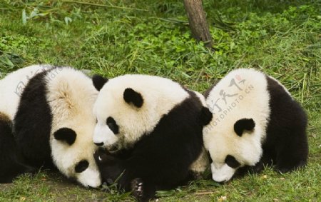 三只可爱小熊猫图片